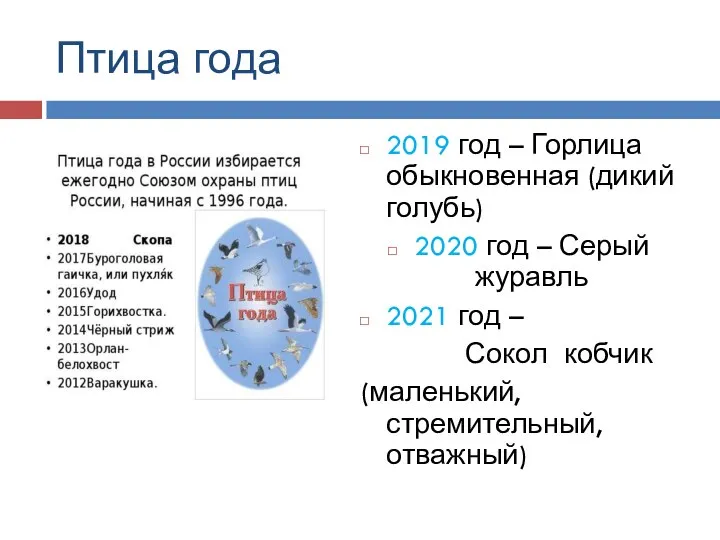 Птица года 2019 год – Горлица обыкновенная (дикий голубь) 2020 год –