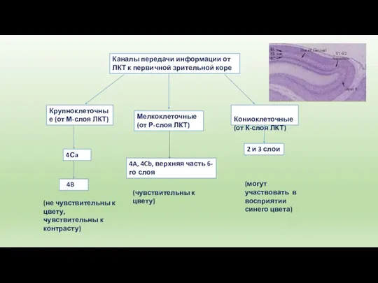 Каналы передачи информации от ЛКТ к первичной зрительной коре Крупноклеточные (от М-слоя