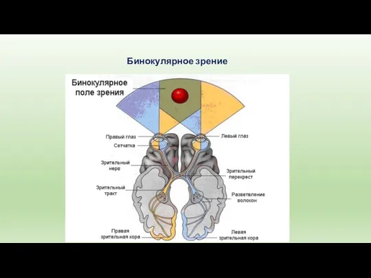 Бинокулярное зрение