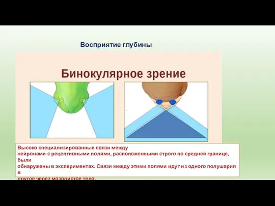 Восприятие глубины Высоко специализированные связи между нейронами с рецептивными полями, расположенными строго