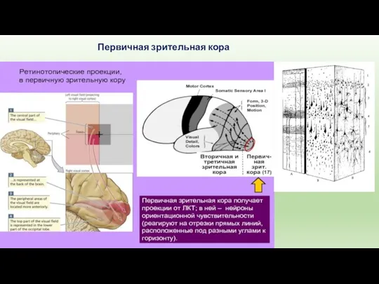 Первичная зрительная кора