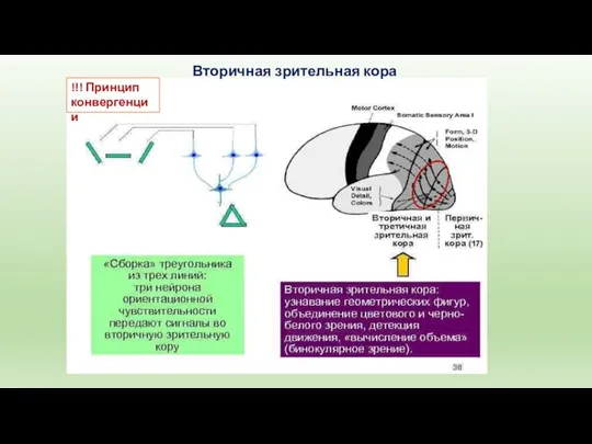 Вторичная зрительная кора !!! Принцип конвергенции