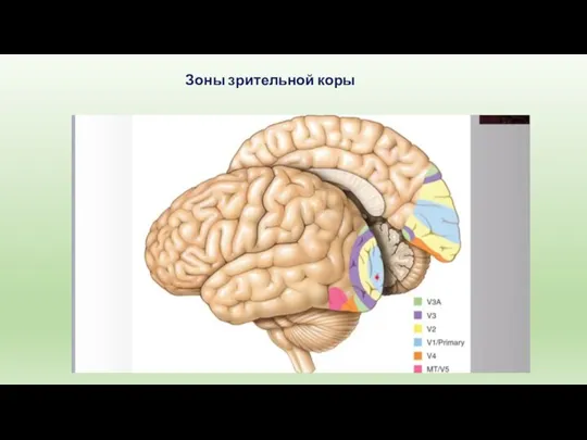 Зоны зрительной коры
