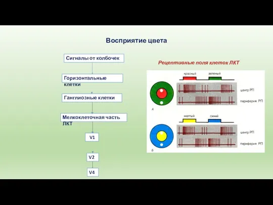 Сигналы от колбочек Горизонтальные клетки Ганглиозные клетки Мелкоклеточная часть ЛКТ Рецептивные поля