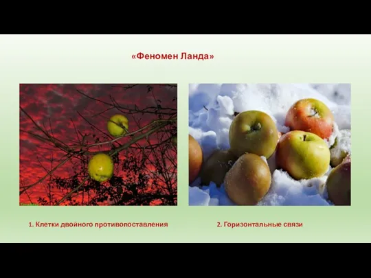 «Феномен Ланда» 1. Клетки двойного противопоставления 2. Горизонтальные связи