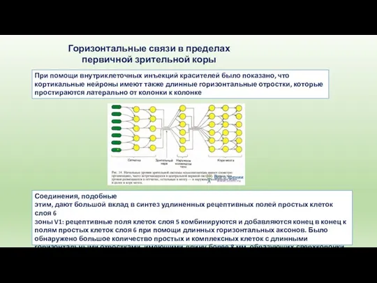 Горизонтальные связи в пределах первичной зрительной коры При помощи внутриклеточных инъекций красителей