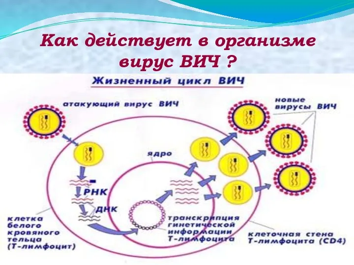 Как действует в организме вирус ВИЧ ?