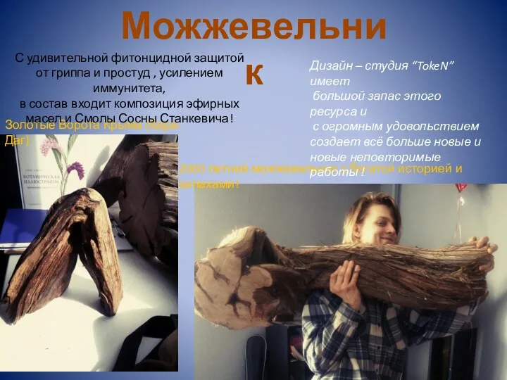 Золотые Ворота Крыма (Кара-Даг) 2000 летний можжевельник с богатой историей и запахами!