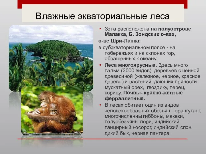 Влажные экваториальные леса Зона расположена на полуострове Малакка, Б. Зондских о-вах, о-ве