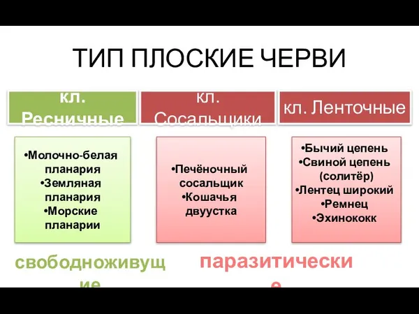 ТИП ПЛОСКИЕ ЧЕРВИ кл. Ресничные кл. Сосальщики кл. Ленточные Молочно-белая планария Земляная