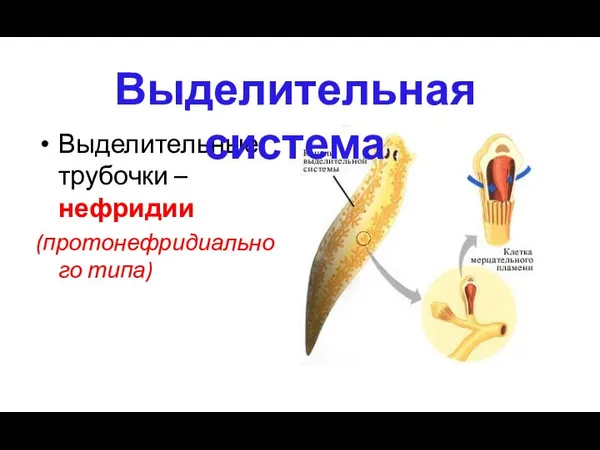 Выделительные трубочки – нефридии (протонефридиального типа) Выделительная система