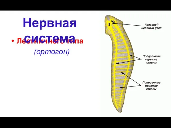 Лестничного типа (ортогон) Нервная система