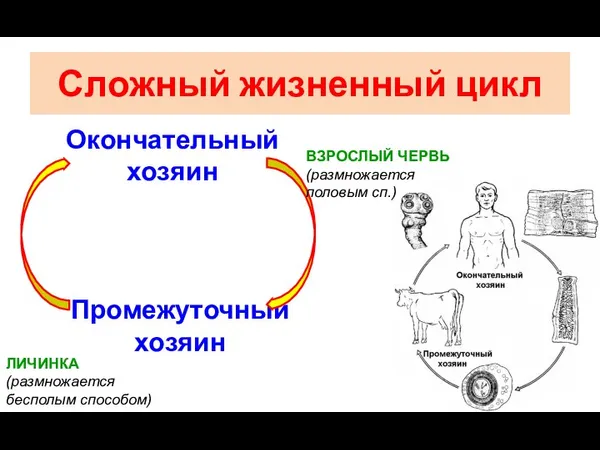 Сложный жизненный цикл Промежуточный хозяин Окончательный хозяин ЛИЧИНКА (размножается бесполым способом) ВЗРОСЛЫЙ ЧЕРВЬ (размножается половым сп.)