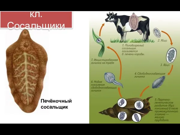 кл. Сосальщики Печёночный сосальщик