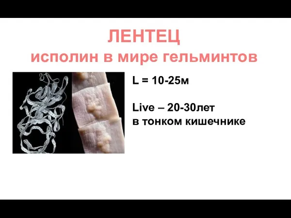 ЛЕНТЕЦ исполин в мире гельминтов L = 10-25м Live – 20-30лет в тонком кишечнике