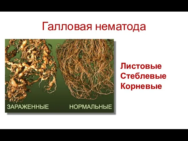 Галловая нематода Листовые Стеблевые Корневые