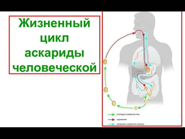 Жизненный цикл аскариды человеческой