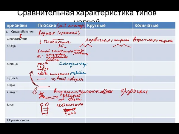 Сравнительная характеристика типов червей