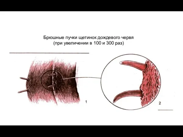 Брюшные пучки щетинок дождевого червя (при увеличении в 100 и 300 раз)