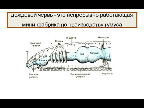 дождевой червь - это непрерывно работающая мини-фабрика по производству гумуса