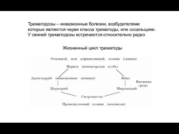 Трематодозы – инвазионные болезни, возбудителями которых являются черви класса трематоды, или сосальщики.