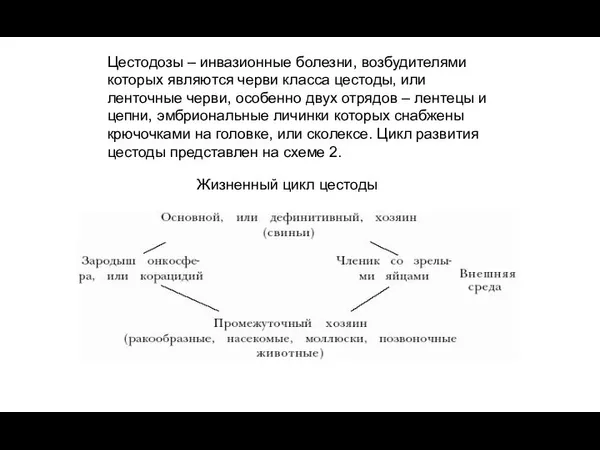 Жизненный цикл цестоды Цестодозы – инвазионные болезни, возбудителями которых являются черви класса