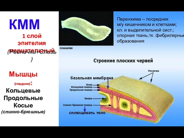 1 слой эпителия мерцательный Мышцы (гладкие): Кольцевые Продольные Косые (спинно-брюшные) КММ базальная