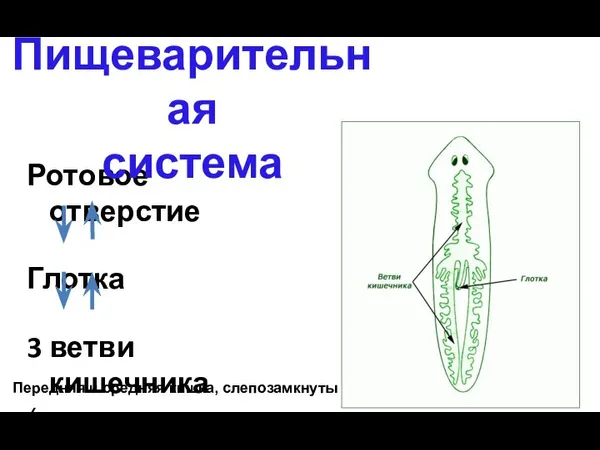 Ротовое отверстие Глотка 3 ветви кишечника (сильно разветвлены) Пищеварительная система Передняя и средняя кишка, слепозамкнуты