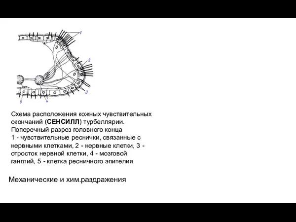 Схема расположения кожных чувствительных окончаний (СЕНСИЛЛ) турбеллярии. Поперечный разрез головного конца 1