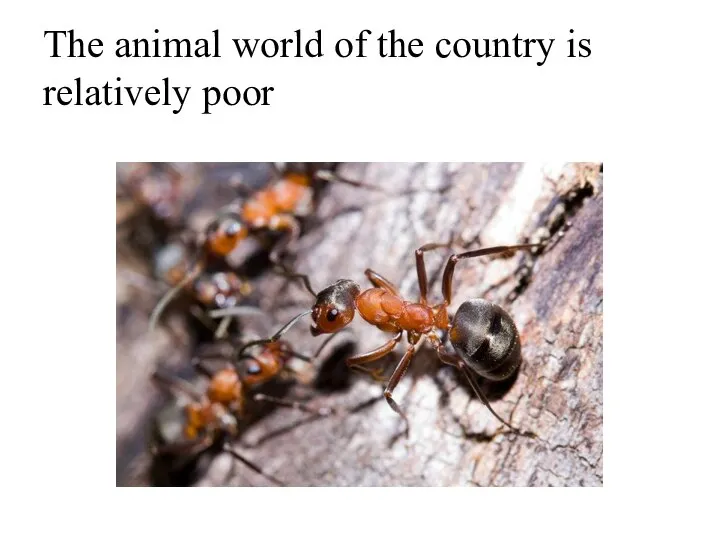 The animal world of the country is relatively poor
