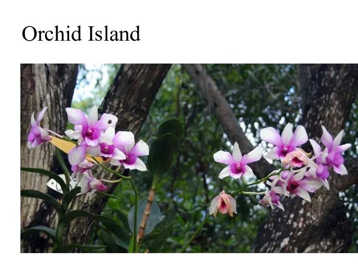 Orchid Island