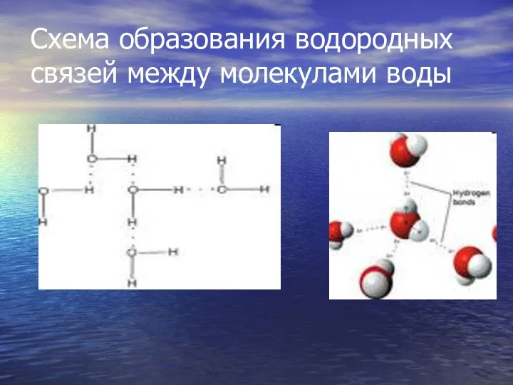 Схема образования водородных связей между молекулами воды