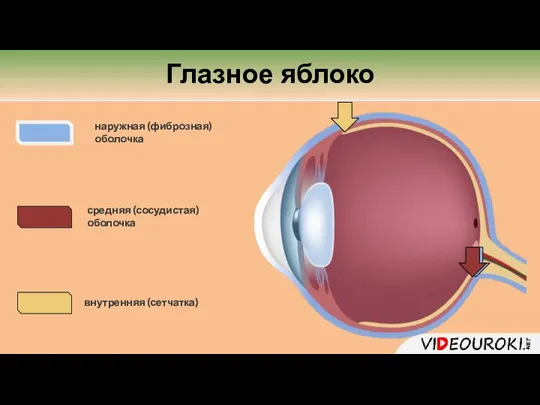 наружная (фиброзная) оболочка средняя (сосудистая) оболочка внутренняя (сетчатка) Глазное яблоко