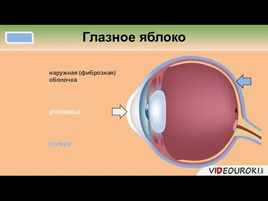 Глазное яблоко наружная (фиброзная) оболочка склера роговица