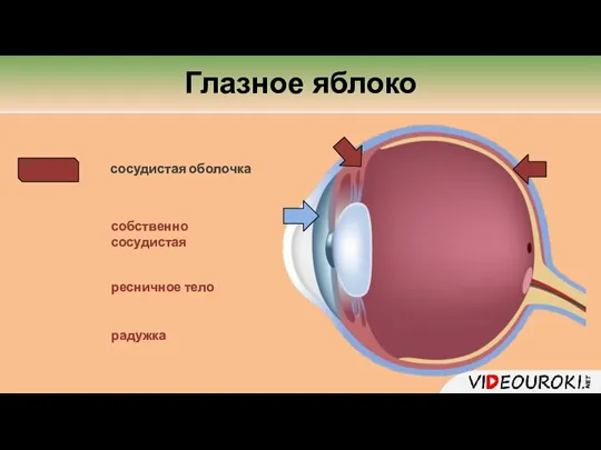 Глазное яблоко сосудистая оболочка собственно сосудистая радужка ресничное тело