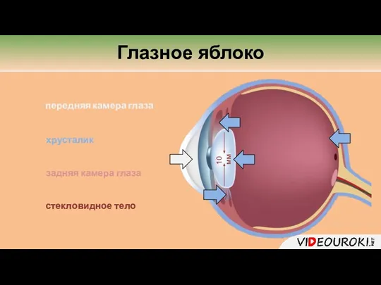 хрусталик передняя камера глаза Глазное яблоко задняя камера глаза стекловидное тело