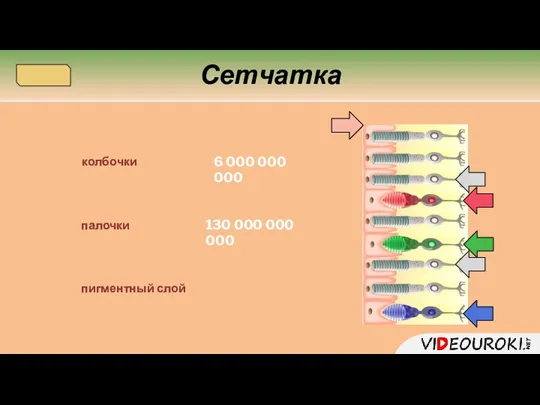 колбочки пигментный слой палочки Сетчатка 6 000 000 000 130 000 000 000