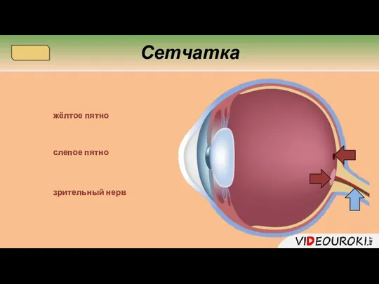 жёлтое пятно зрительный нерв слепое пятно Сетчатка