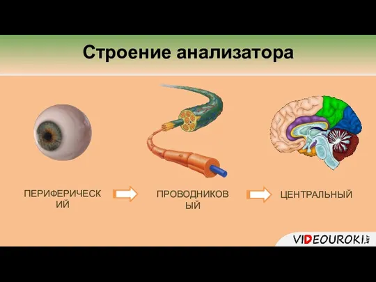 ПЕРИФЕРИЧЕСКИЙ ПРОВОДНИКОВЫЙ ЦЕНТРАЛЬНЫЙ Строение анализатора