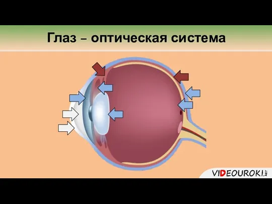 Глаз – оптическая система