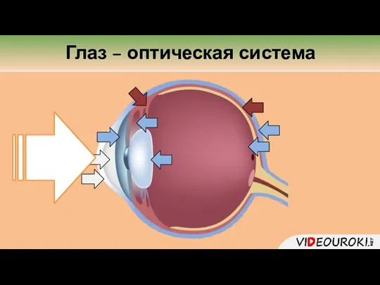 Глаз – оптическая система