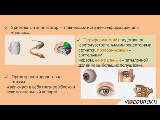 Зрительный анализатор – главнейший источник информации для человека. Периферический представлен светочувствительными рецепторами