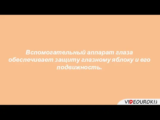 Вспомогательный аппарат глаза обеспечивает защиту глазному яблоку и его подвижность.