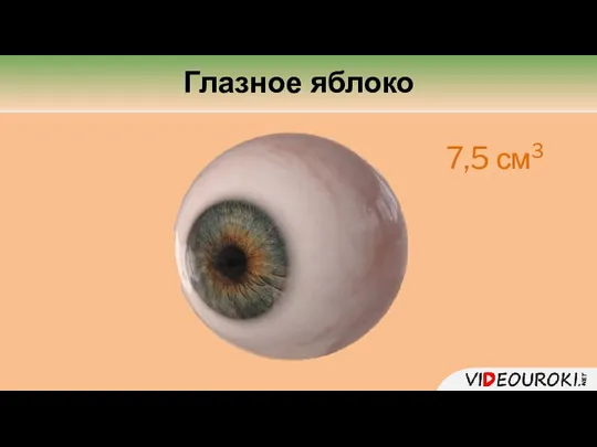 Глазное яблоко 7,5 см3