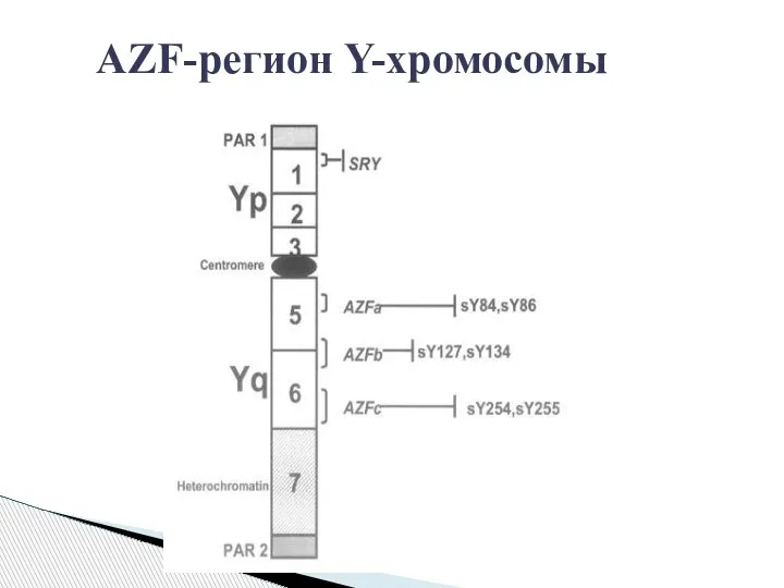 AZF-регион Y-хромосомы