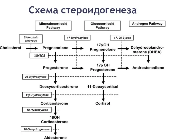 Схема стероидогенеза
