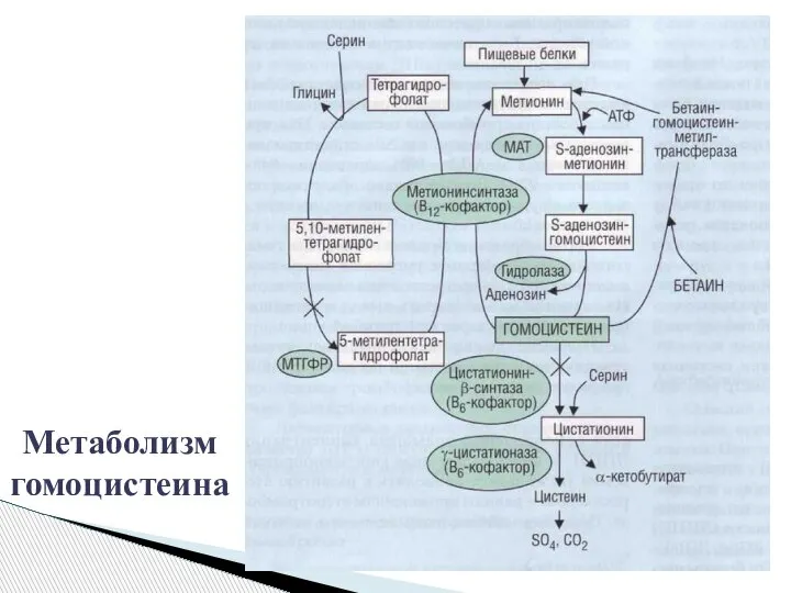 Метаболизм гомоцистеина