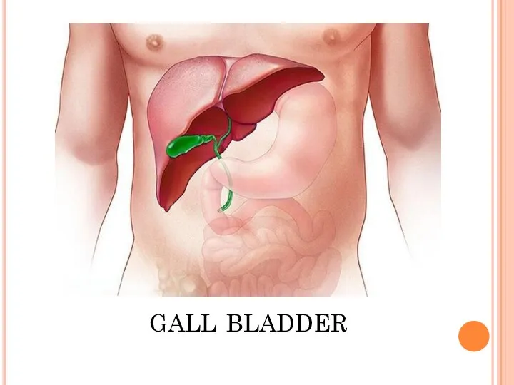 gall bladder