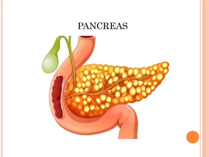 pancreas