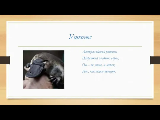 Утконос Австралийский утконос Шёрсткой гладкою оброс, Он – не утка, а зверек, Нос, как кепки козырек.